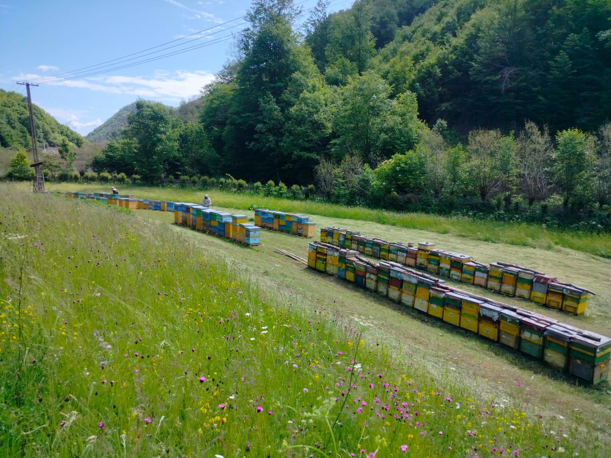 Stupină lungă