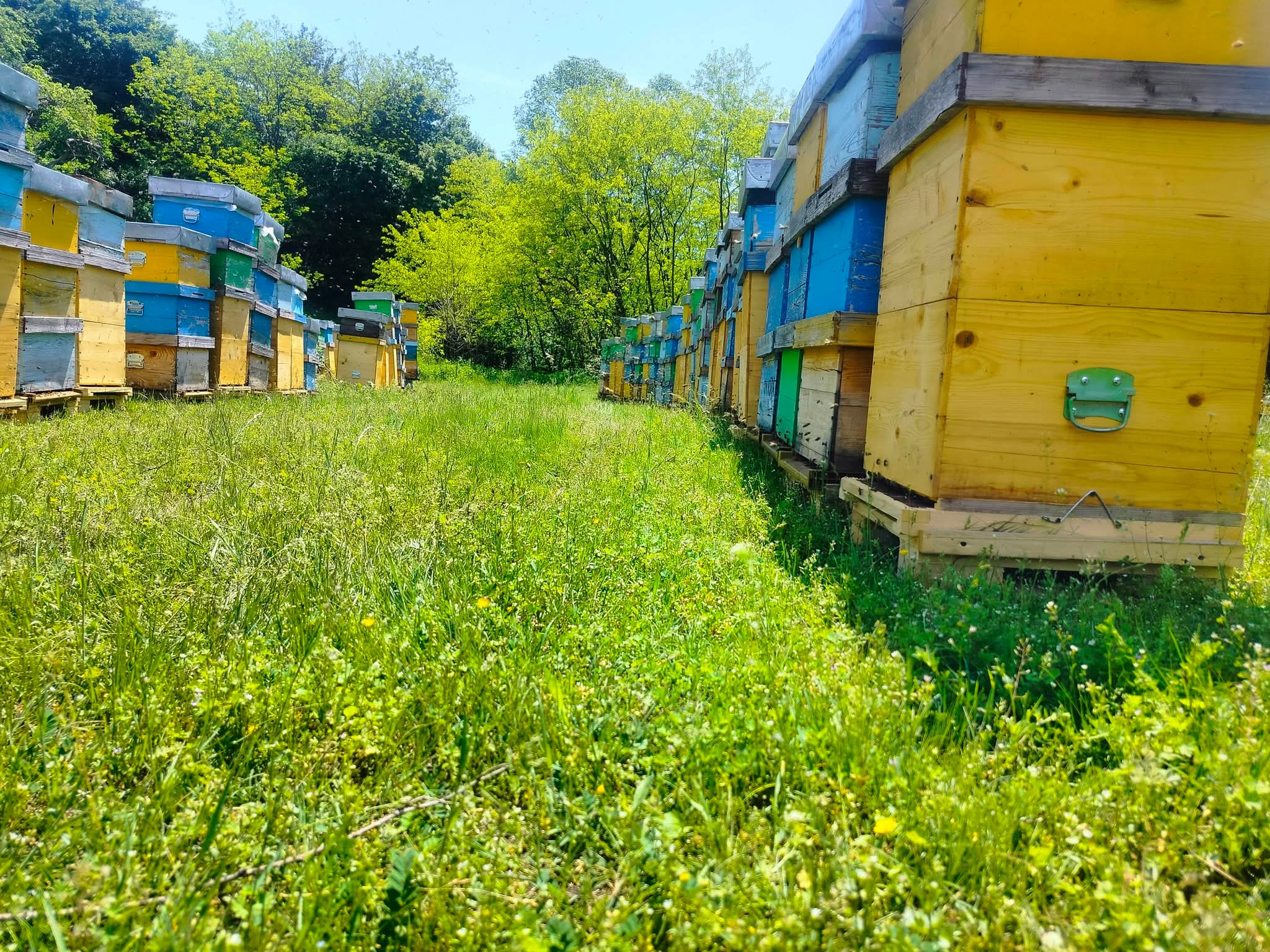 Pădure